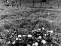 cocoromigakuen033 cocoromigakuen033